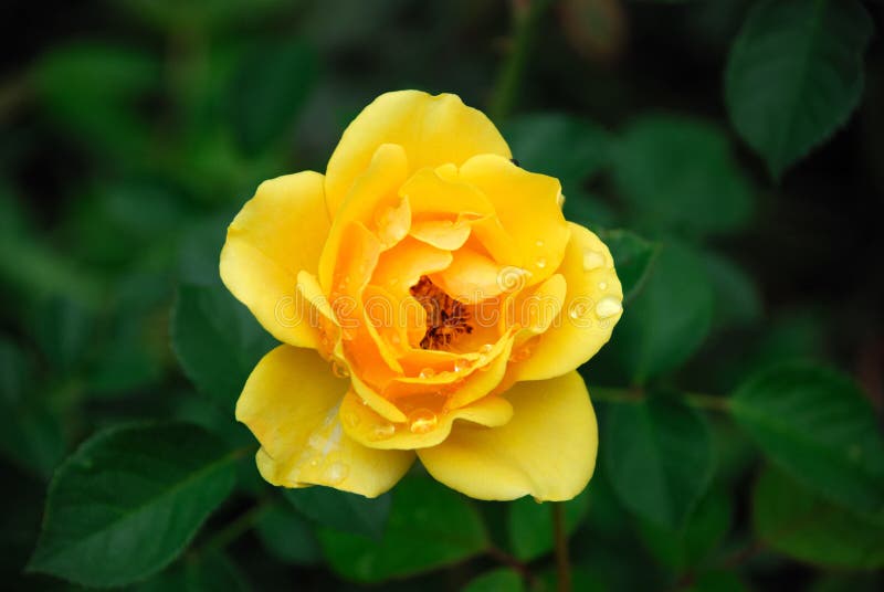 Yellow Rose stock images Yellow Rose stock images