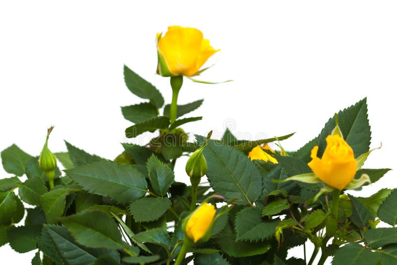 Yellow rose stock image. Image of white, natural, plant - 38297579