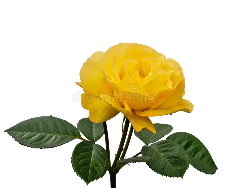 Blooming Red and White Rose Flower Stock Image Image of flower, macro