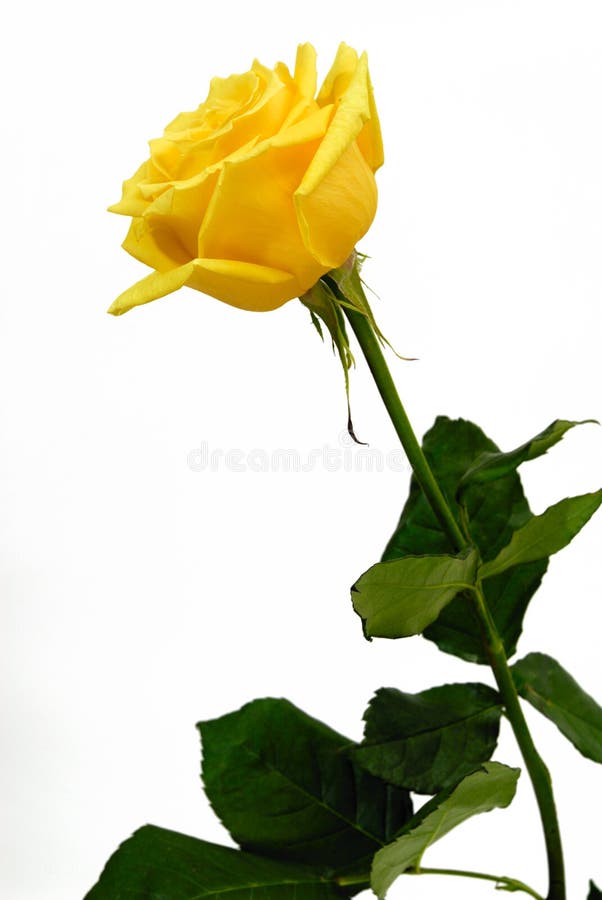 Yellow rose stock photo. Image of romance, object, valentine 5965194