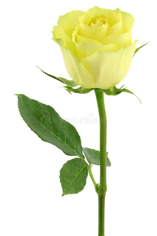 Yellow rose royalty free stock photo