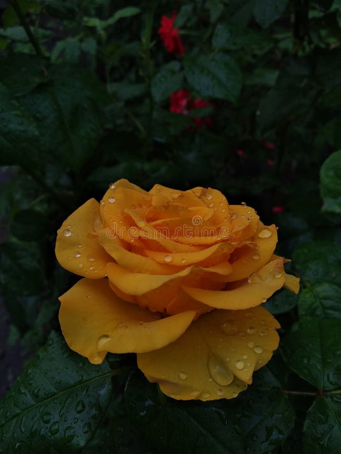 Yellow Rose on a Background of Green Leaves Stock Photo Image of