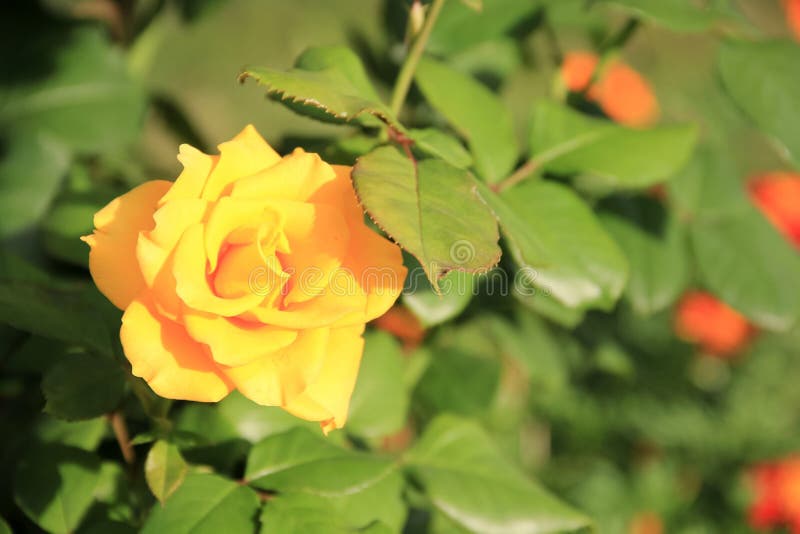 Yellow Rose on a Background of Green Leaves Stock Photo Image of