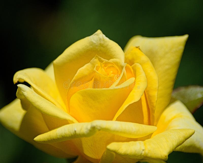 Yellow Rose stock photo. Image of leaf, flower, flowers 44757426
