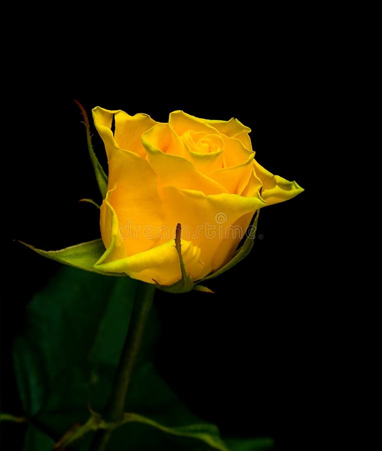 Yellow Rose on a Black Background Stock Image - Image of event, flavor