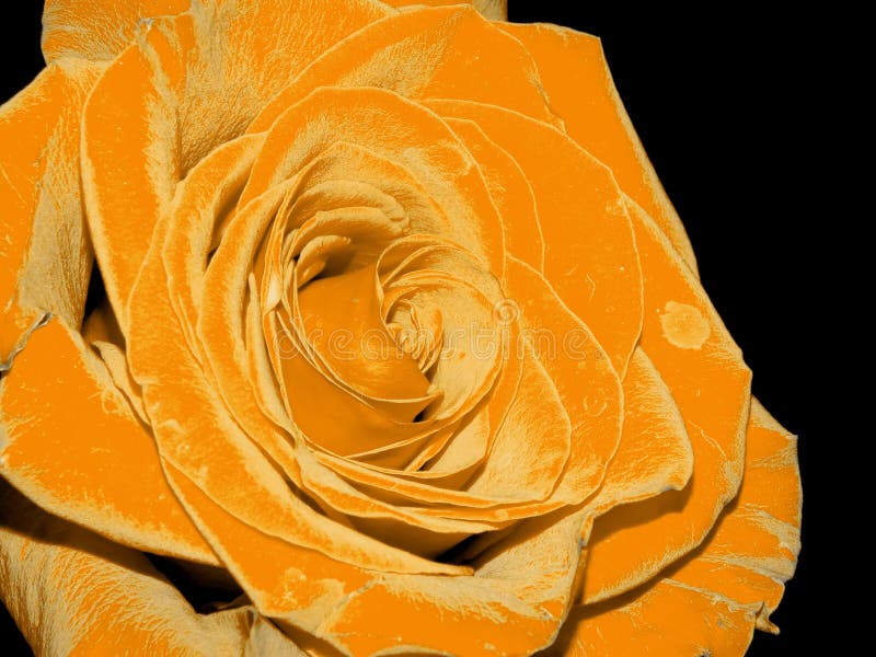 Yellow Rose Black Background Stock Photos - Download 11,065 Royalty