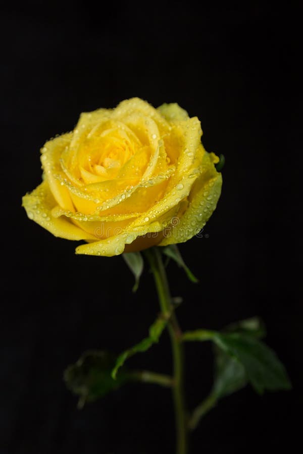 Yellow Rose Black Background Stock Photos Download 11,065 Royalty