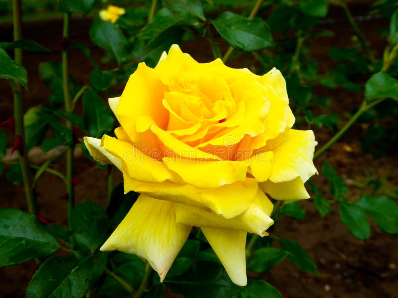 Yellow rose blooming stock photo. Image of flowers, jingshan - 80645840