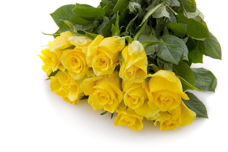 Yellow Rose Bouquet Isolated. Stock Image Image of beautiful, closeup