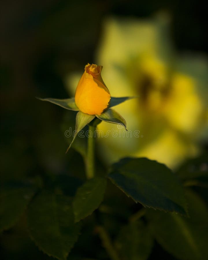 Yellow Rose Bud stock image. Image of background, rose - 799821