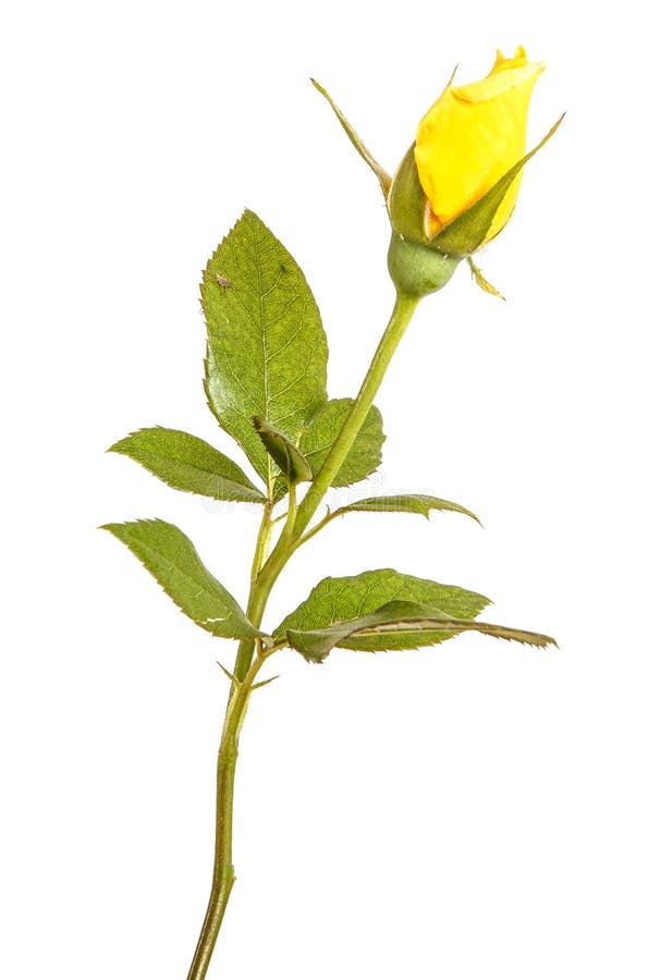 A Yellow Rose Bud on the Stem. Isolated on White Stock Photo Image of