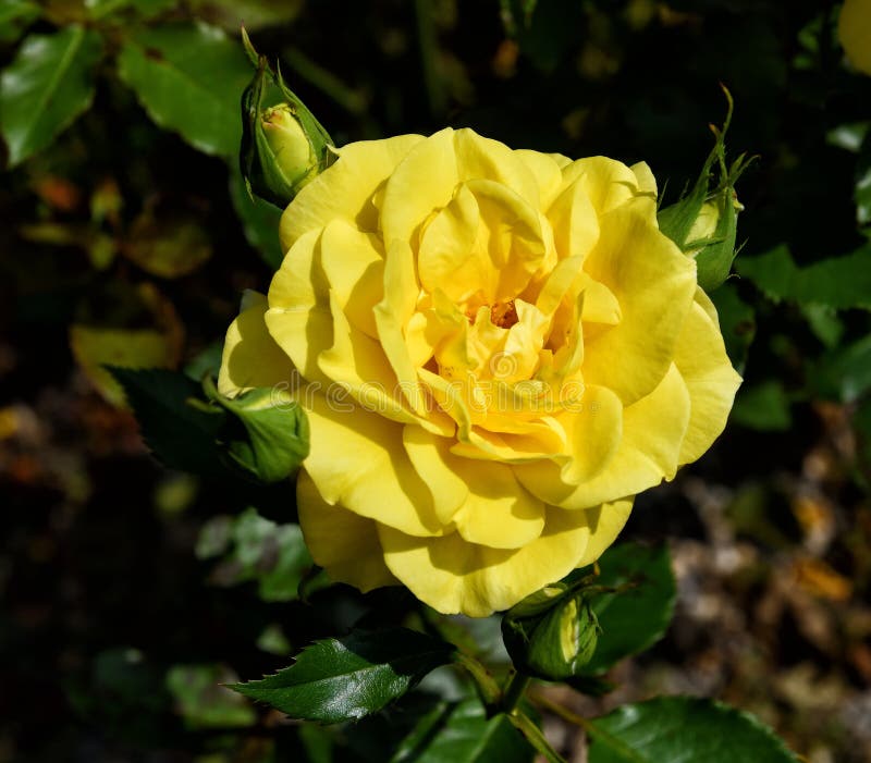 Yellow rose with buds stock photo. Image of natural - 159083238