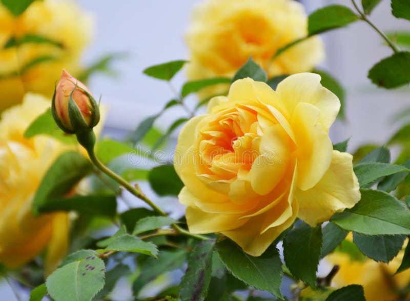 259,024 Yellow Rose Stock Photos - Free & Royalty-Free Stock Photos from  Dreamstime