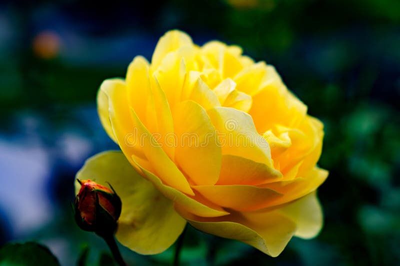 Yellow Rose Close Up from the Side Stock Image Image of garden