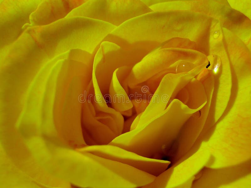 Yellow Rose Closeup from Backyard Stock Photo Image of frame, branch
