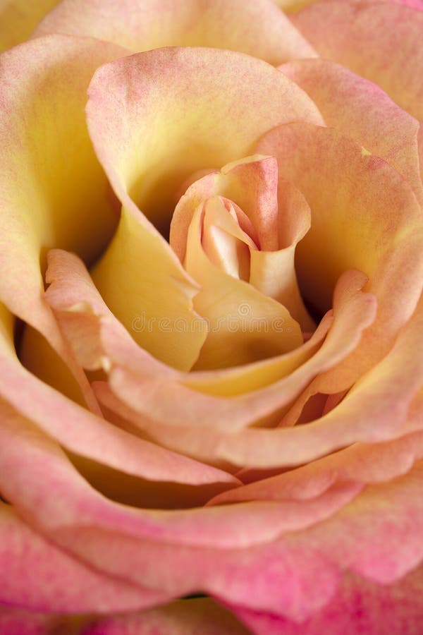 88+ Inside rose flower Free Stock Photos StockFreeImages