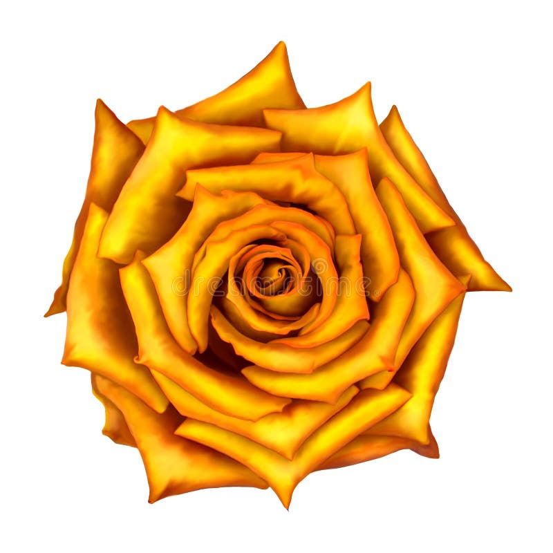 Yellow Rose Flower Isolated on White Stock Image Image of blossom