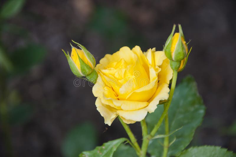 Mothers Day Gift. Yellow Rose Flower Stock Photo Image of bright