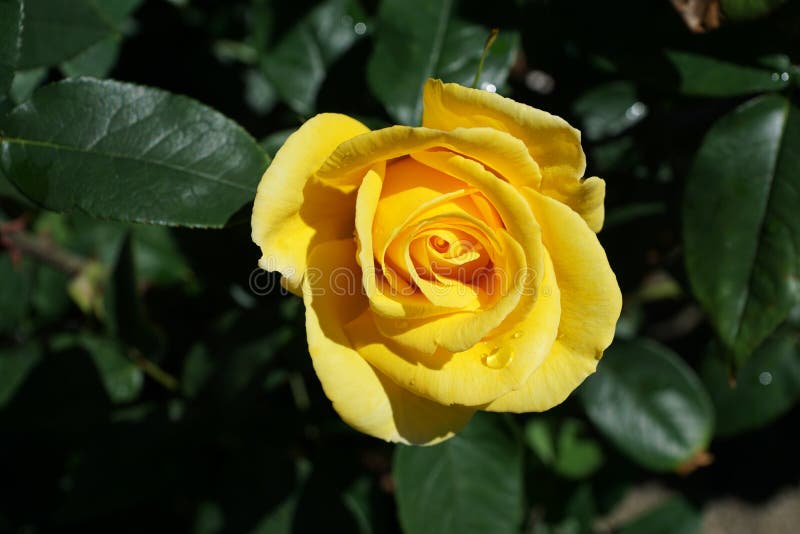 Yellow Rose Flower at a Shop Stock Photo Image of extract, healthy