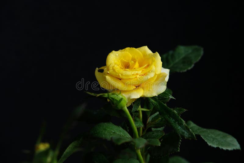 Yellow rose flower with stem and leaves isolated on black background. Image photo