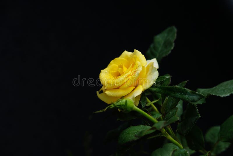 Yellow rose flower with stem and leaves isolated on black background. Image photo