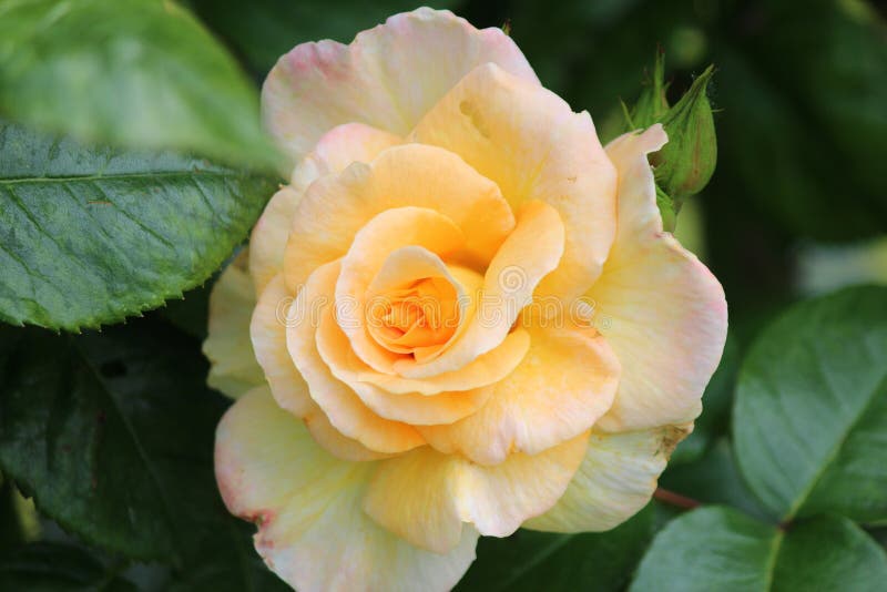 Orange Rose Flower Head in Rosarium in the Hague, the Netherlands Stock ...