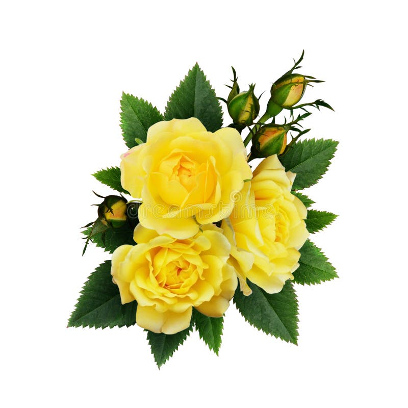 Yellow Rose Flowers Arrangement Stock Image Image of rose, beautiful