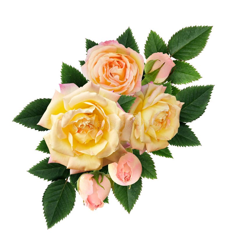 Yellow Rose Flowers and Buds Composition Stock Image - Image of leaves ...