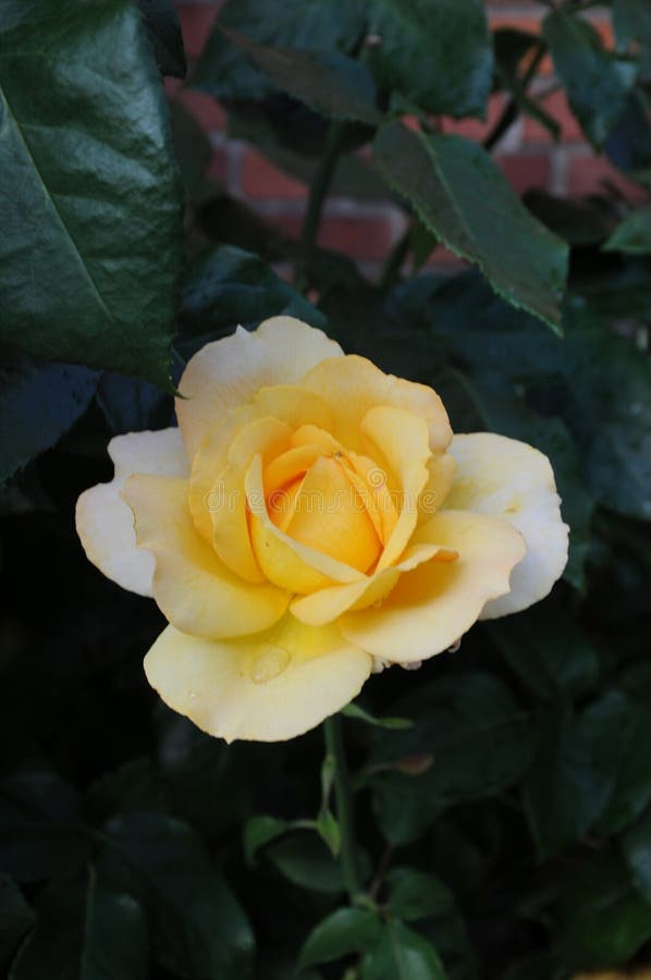 Yellow Rose Flowers and Rose Plants in Kastrup Denmark Stock Photo ...