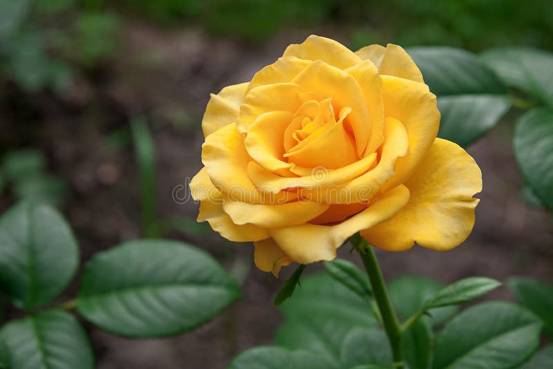 Yellow rose in the garden stock photo. Image of feminine - 95290276