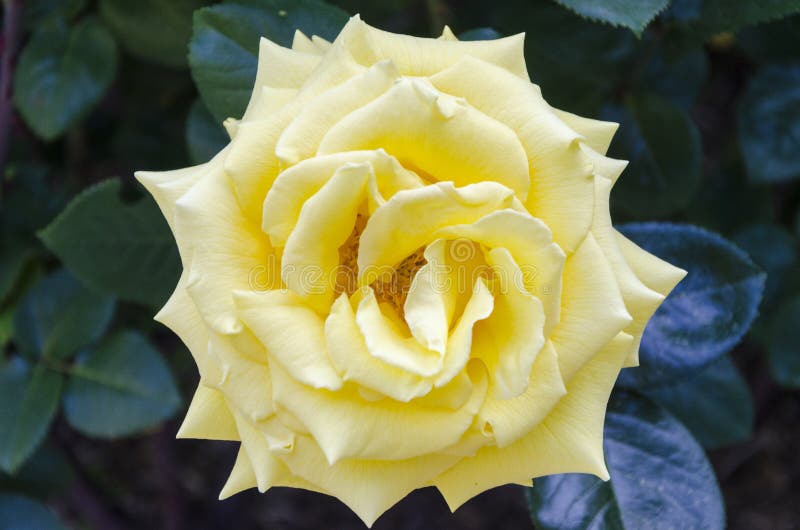 Yellow rose in the garden. stock photo. Image of card - 71976588