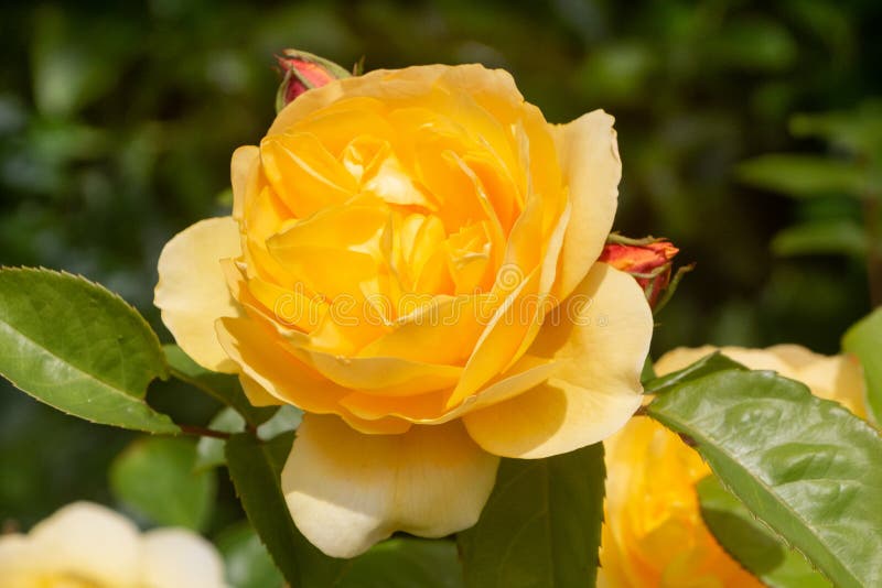 Yellow rose in a garden stock image. Image of spring - 235577967