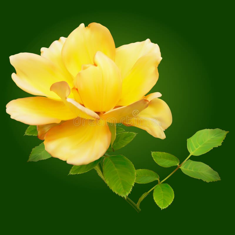 Yellow Rose On A Green Background Stock Illustration Illustration of