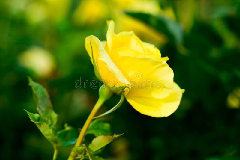 Yellow rose on green field stock image. Image of garden - 7213753