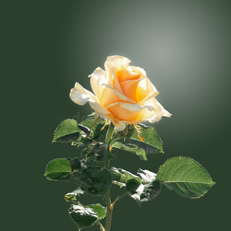 Yellow Rose with Green Leaves on a Green Gradient Background. Isolated Stock Image - Image of aroma, gift: 174752099 Yellow Rose with Green Leaves on a Green Gradient Background. Isolated Stock Image - Image of aroma, gift: 174752099
