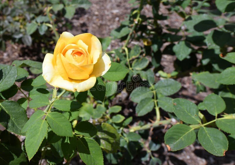 Yellow Rose Gardens Stock Image Image Of Bloom Bouquet 117757121