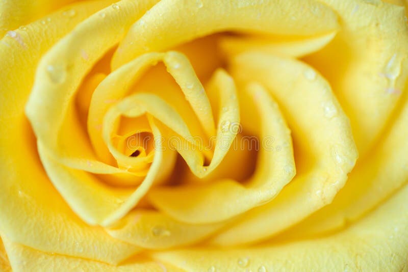 Yellow Rose macro stock photography Yellow Rose macro stock photography