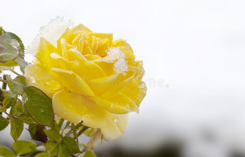 Yellow Rose Melting Snow