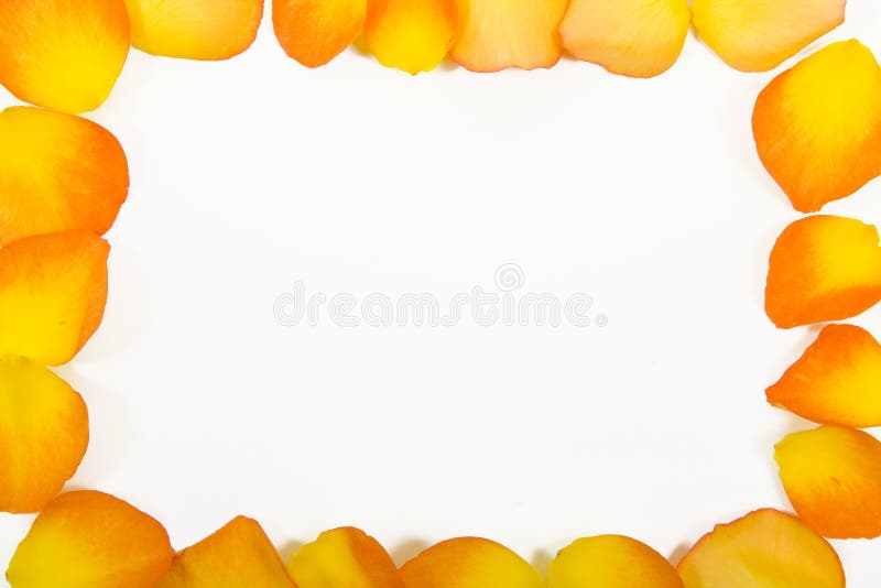 Yellow rose petals frame stock images