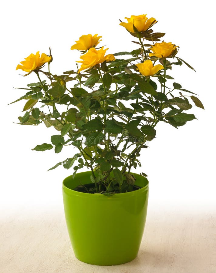Yellow rose in pot stock photo. Image of growth, collection 18436854