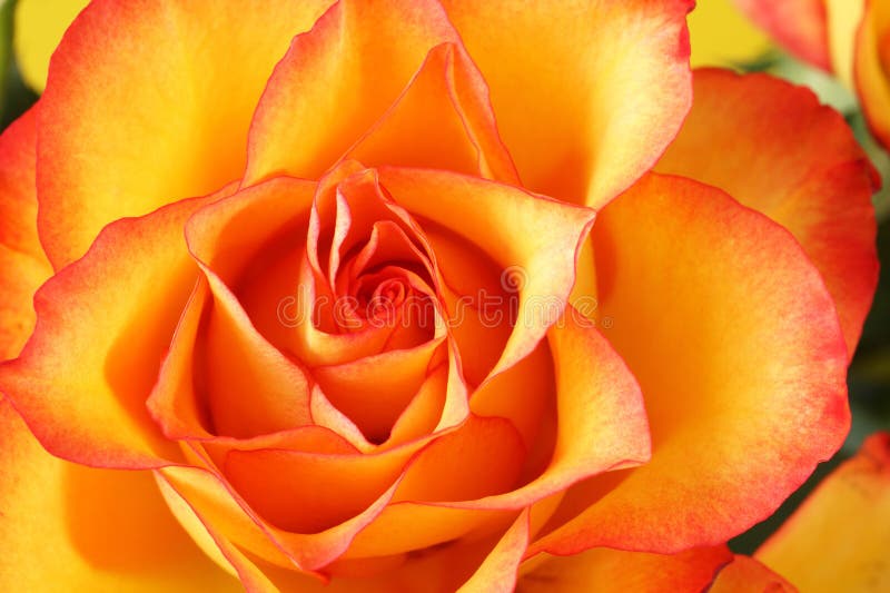 Yellow Rose with Red Edges of Petals Isolated on Yellow Background ...