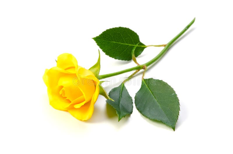 Que significa rosas amarillas Que significa rosas amarillas