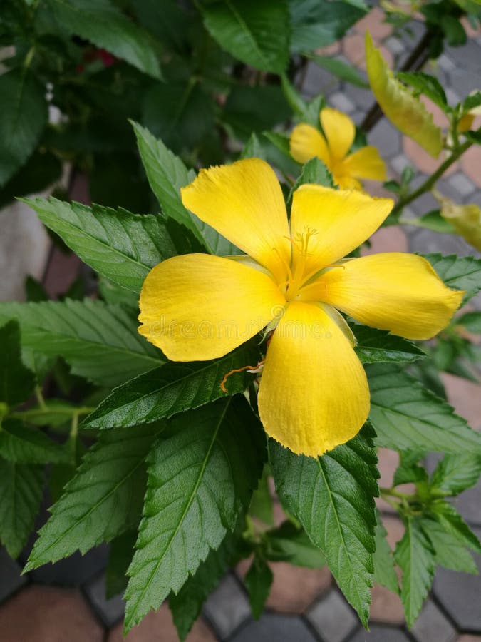 Sage rose, yellow flower stock image. Image of backdrop 58549545