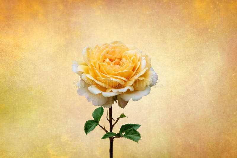 Yellow rose, spring and summer flower closeup on vintage background.