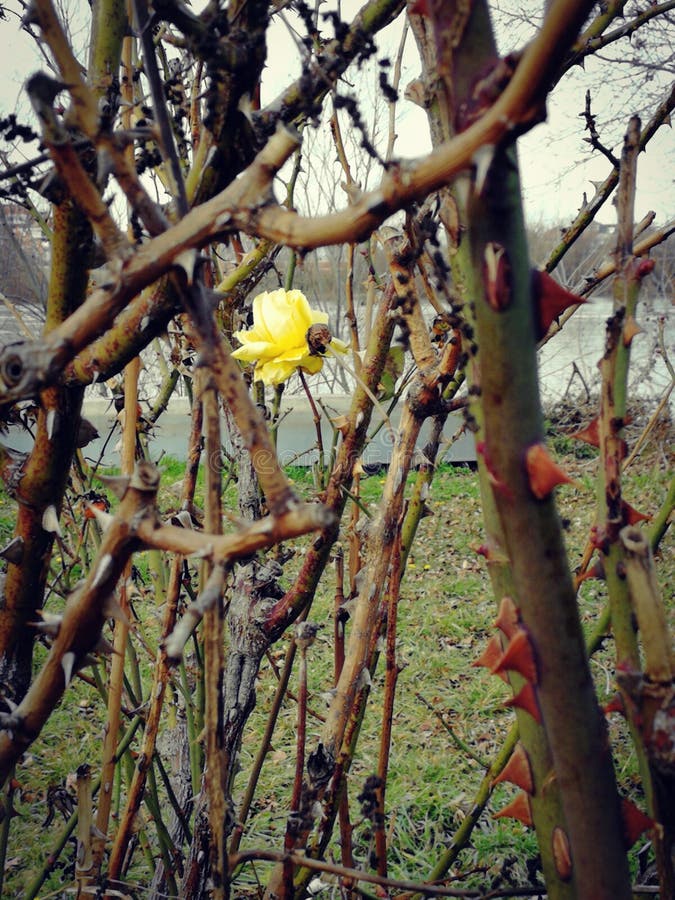 Yellow rose in thorns stock image. Image of green, standout 108480971