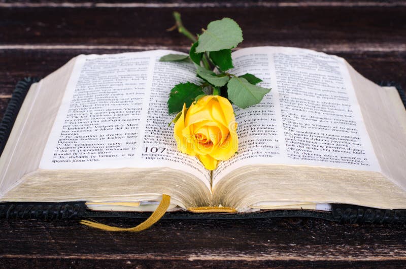 Yellow rose and bible stock photo. Image of open, letter 14472718