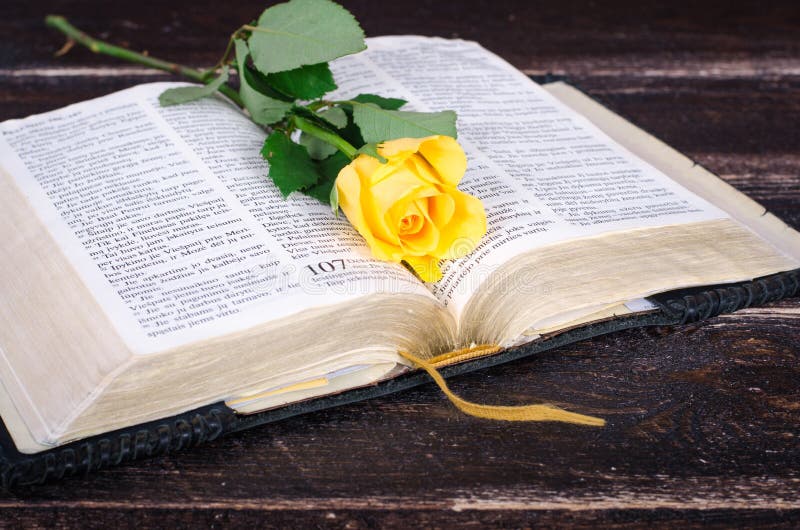 Yellow Rose on Top of an Old Bible. Stock Image Image of beautiful
