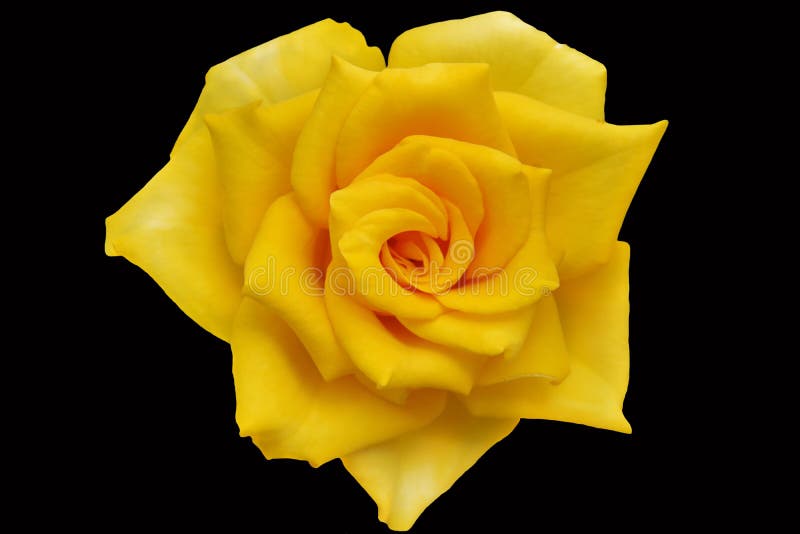 Yellow Roses With Black Background