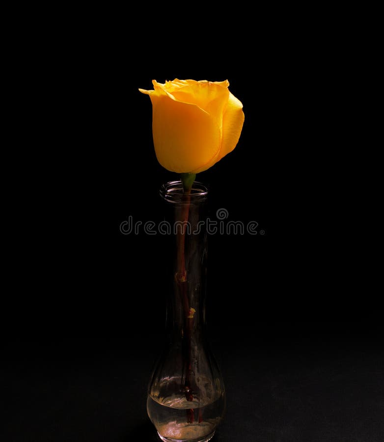 Yellow Rose in Vase stock image. Image of background 190187769