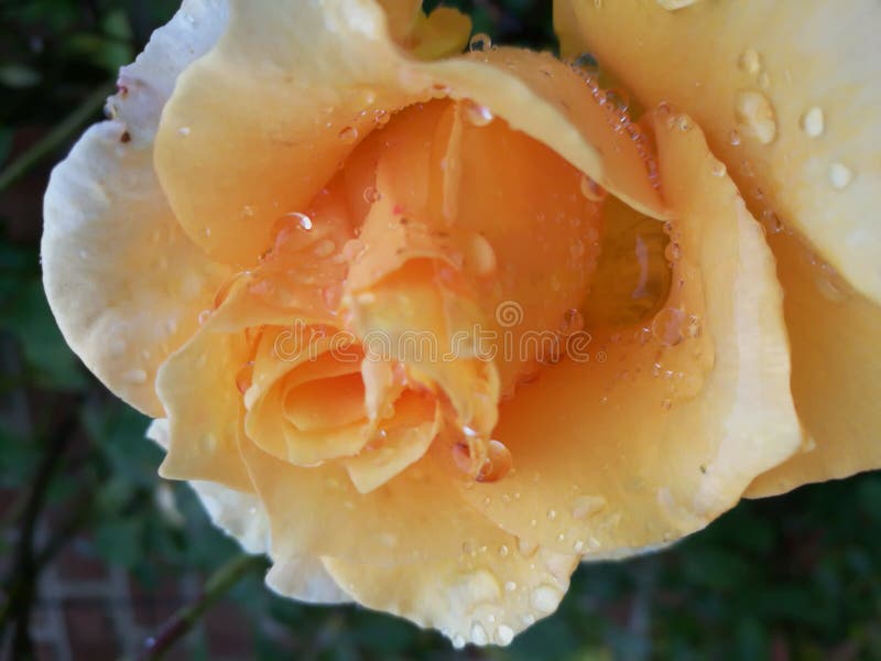 Yellow rose stock image. Image of pedals, water, rose 96639483